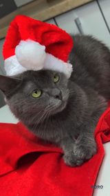 Різдвяний ковпак для тварин M-9940